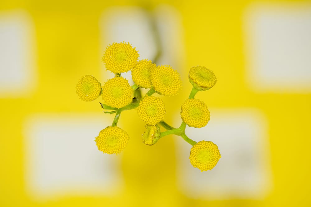 Обои