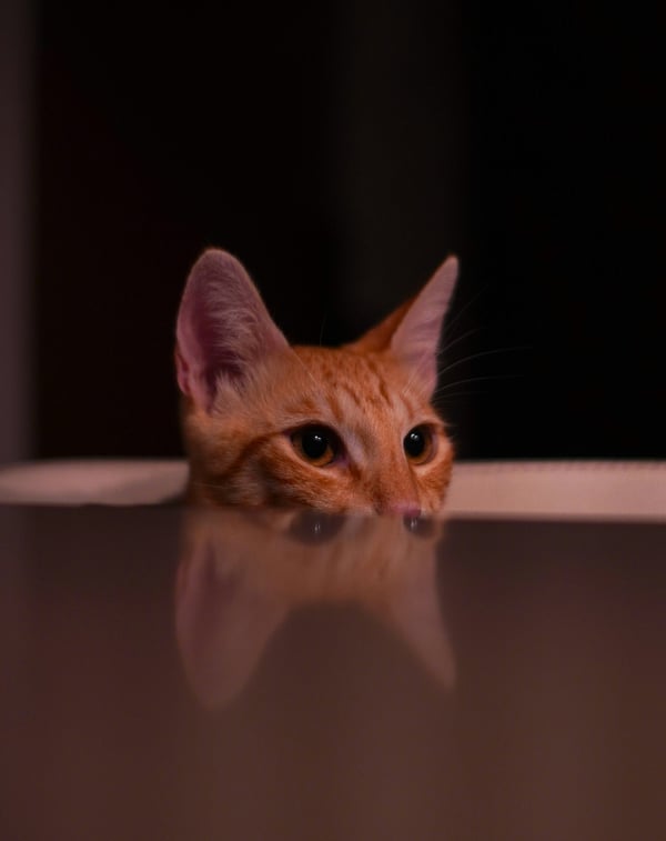 Обои
