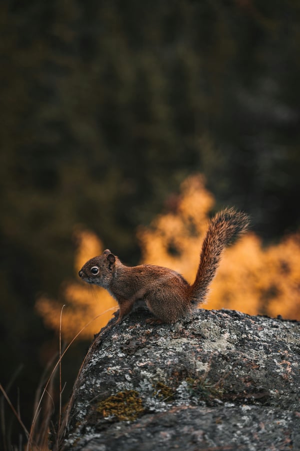Обои