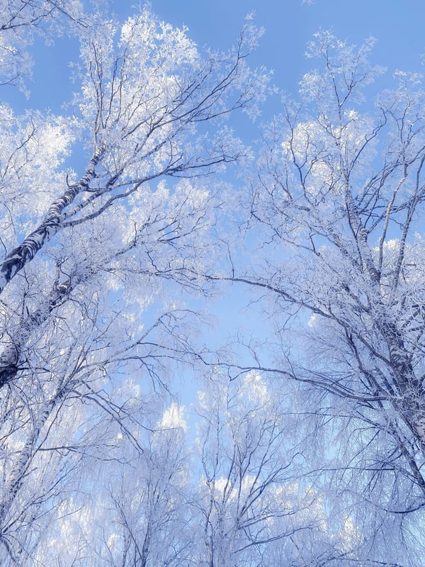 Обои
