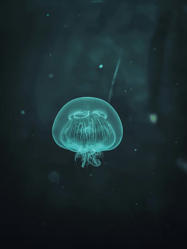 Обои