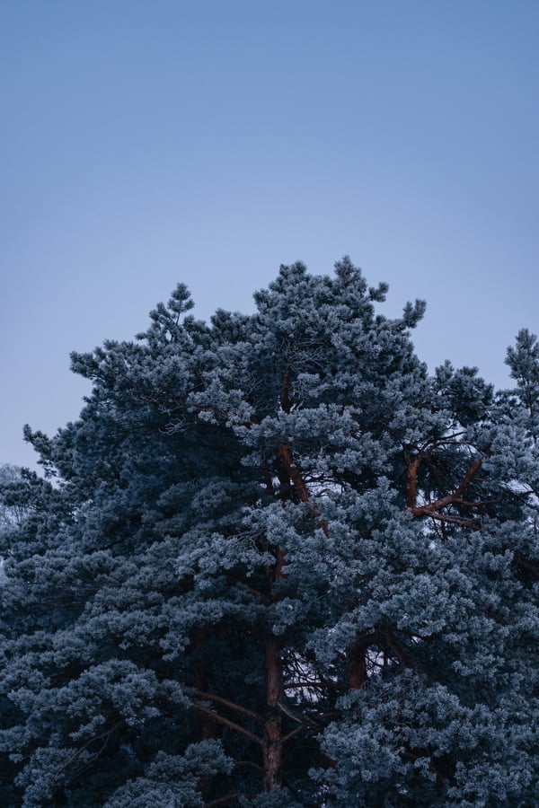 Обои