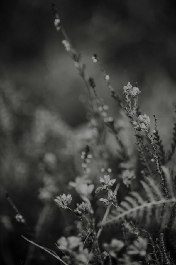 Обои