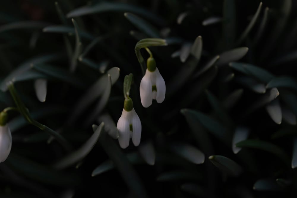 Обои
