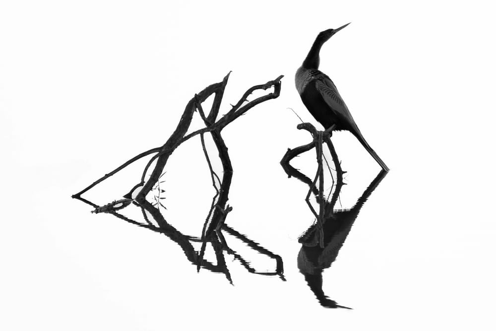 Обои