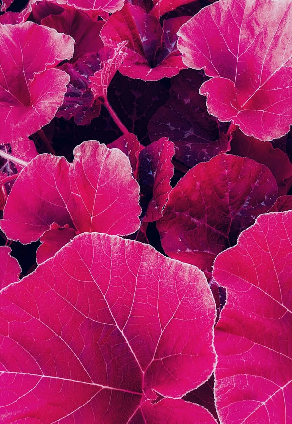 Обои