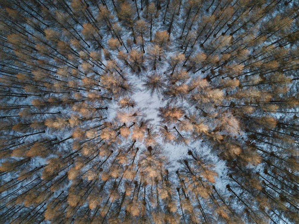 Обои