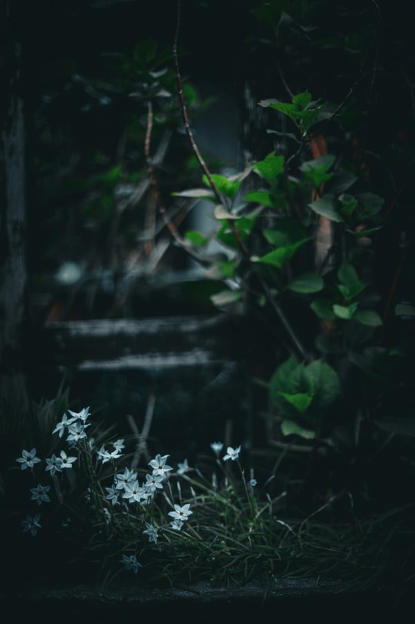 Обои
