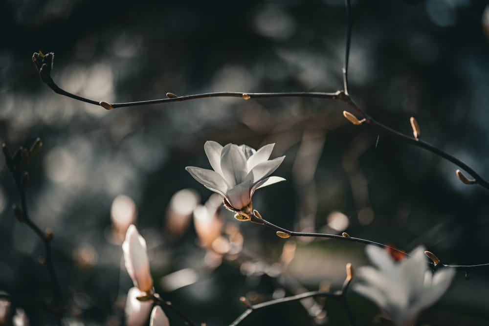Обои
