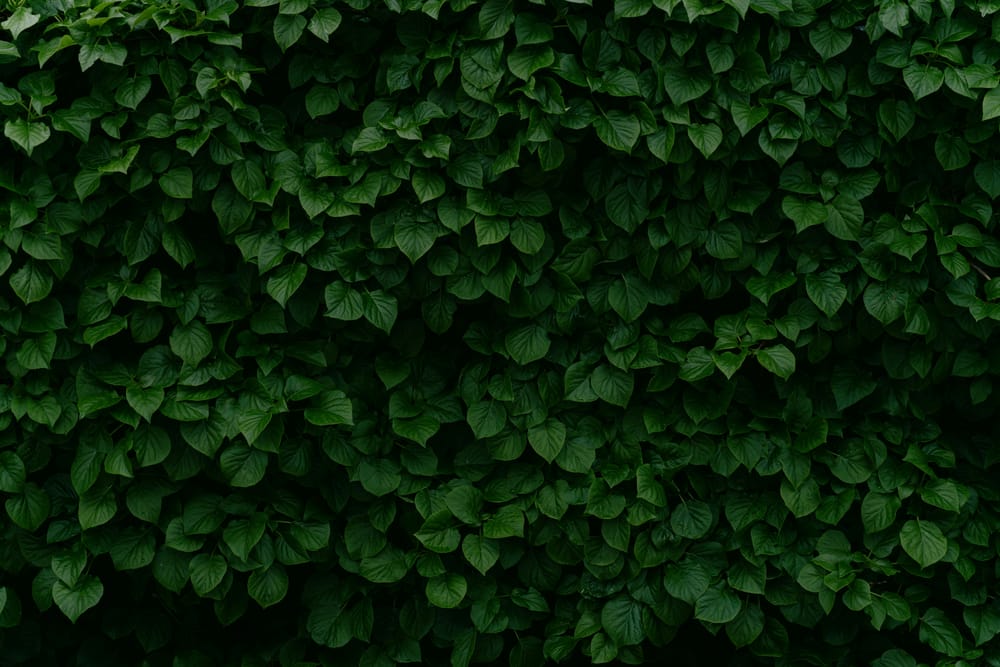 Обои