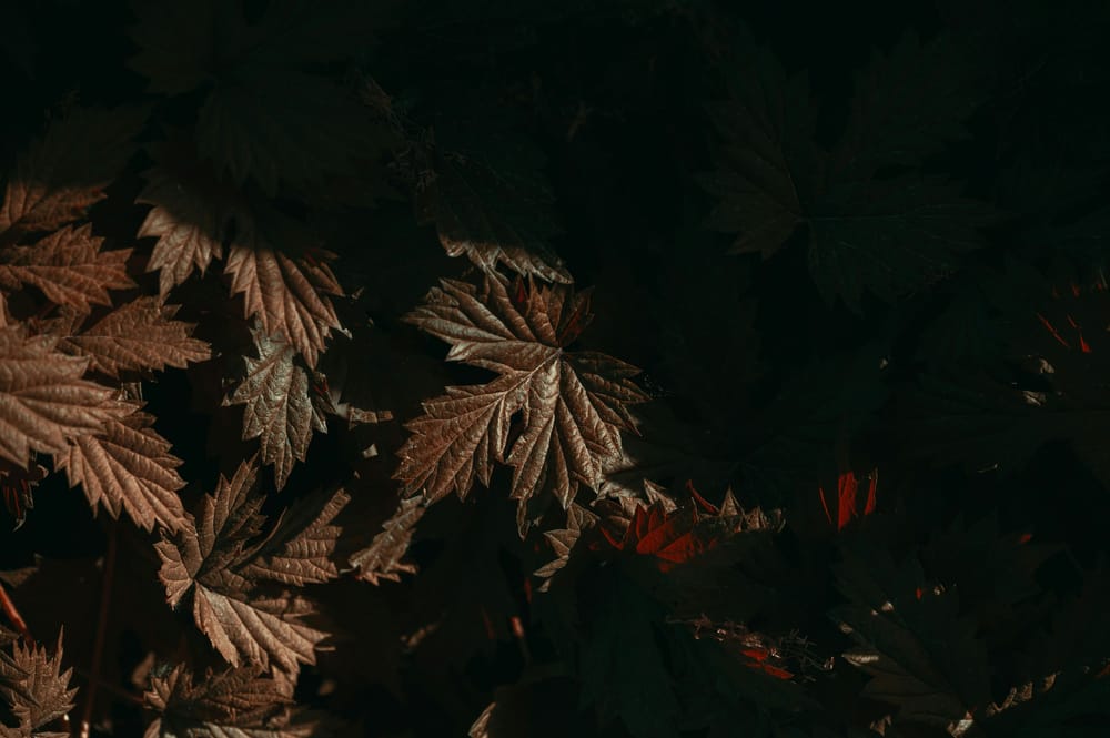 Обои