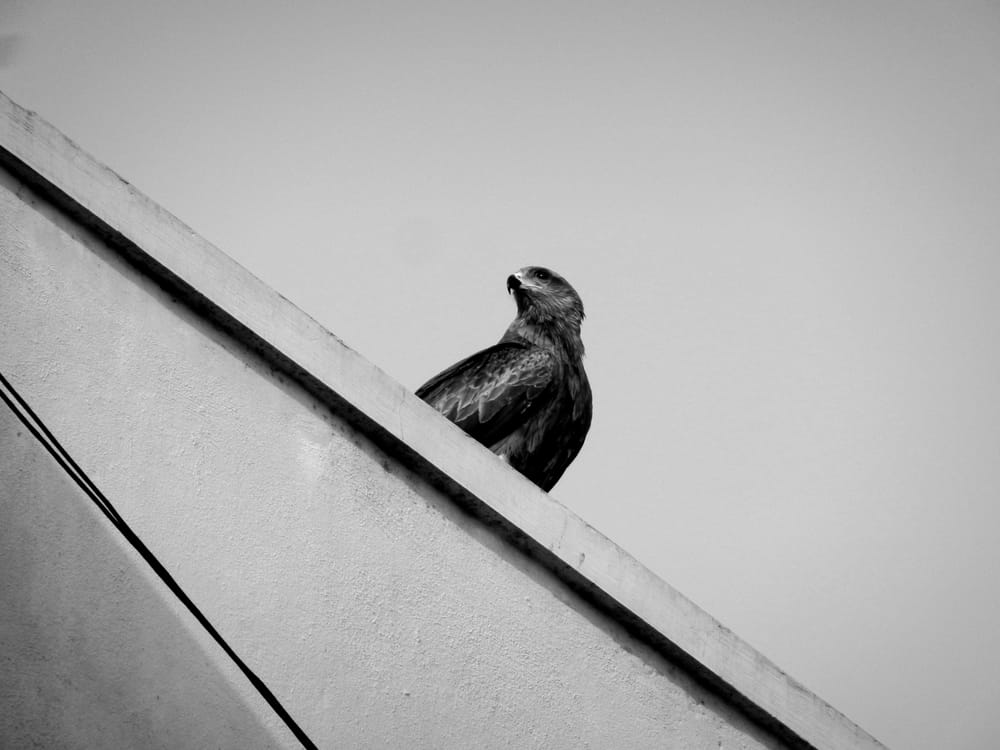 Обои