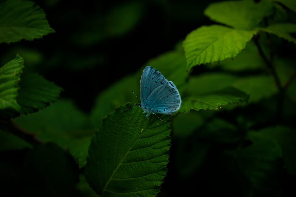 Обои