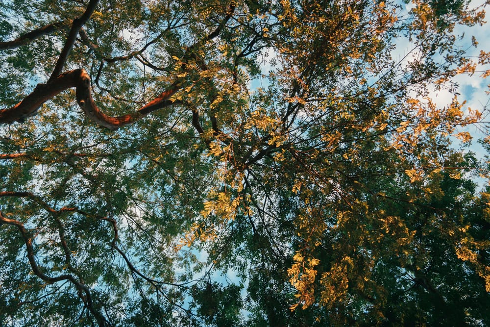 Обои