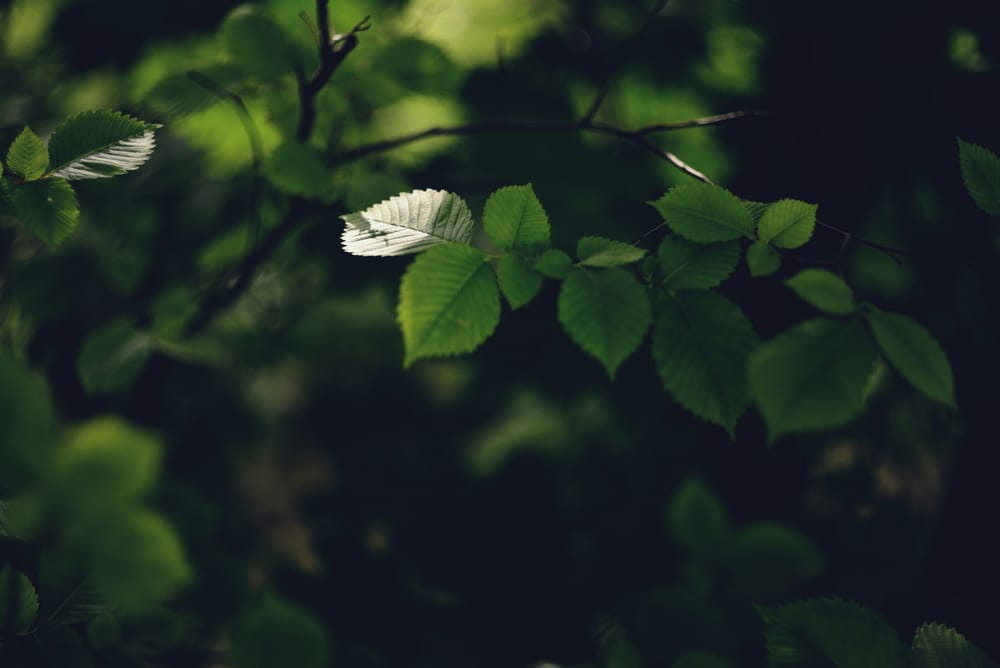 Обои
