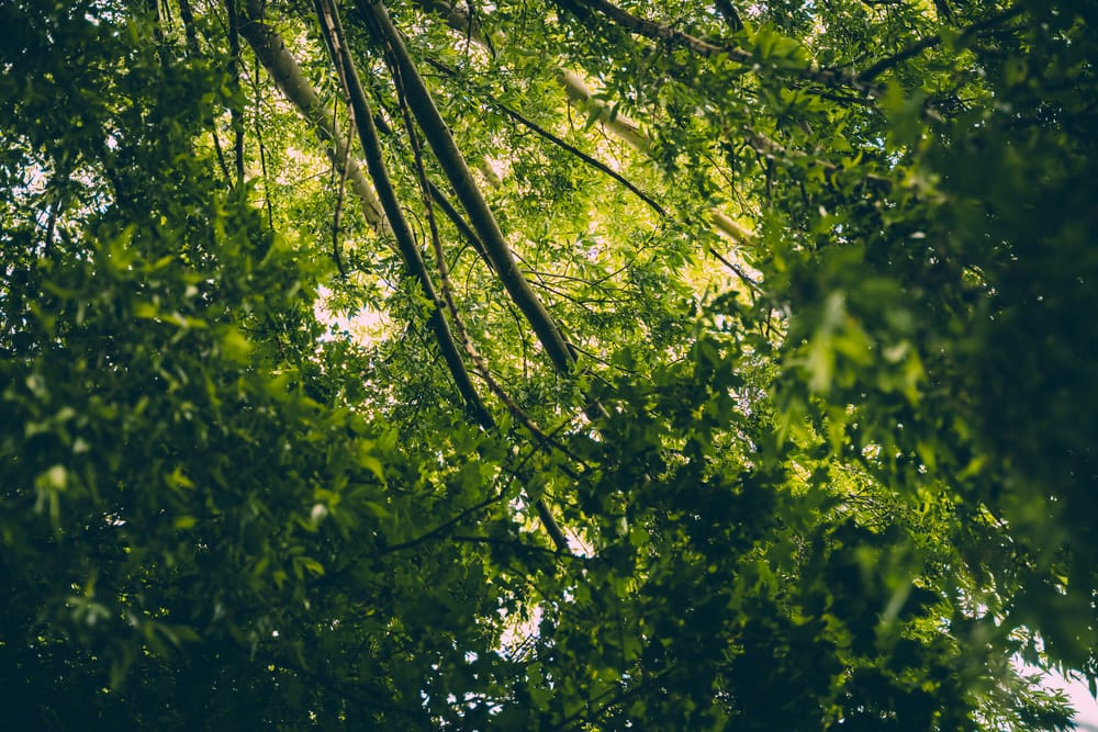 Обои