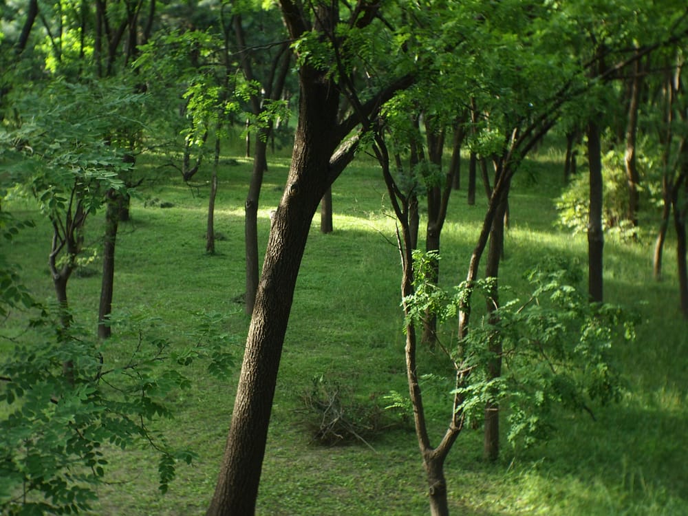 Обои