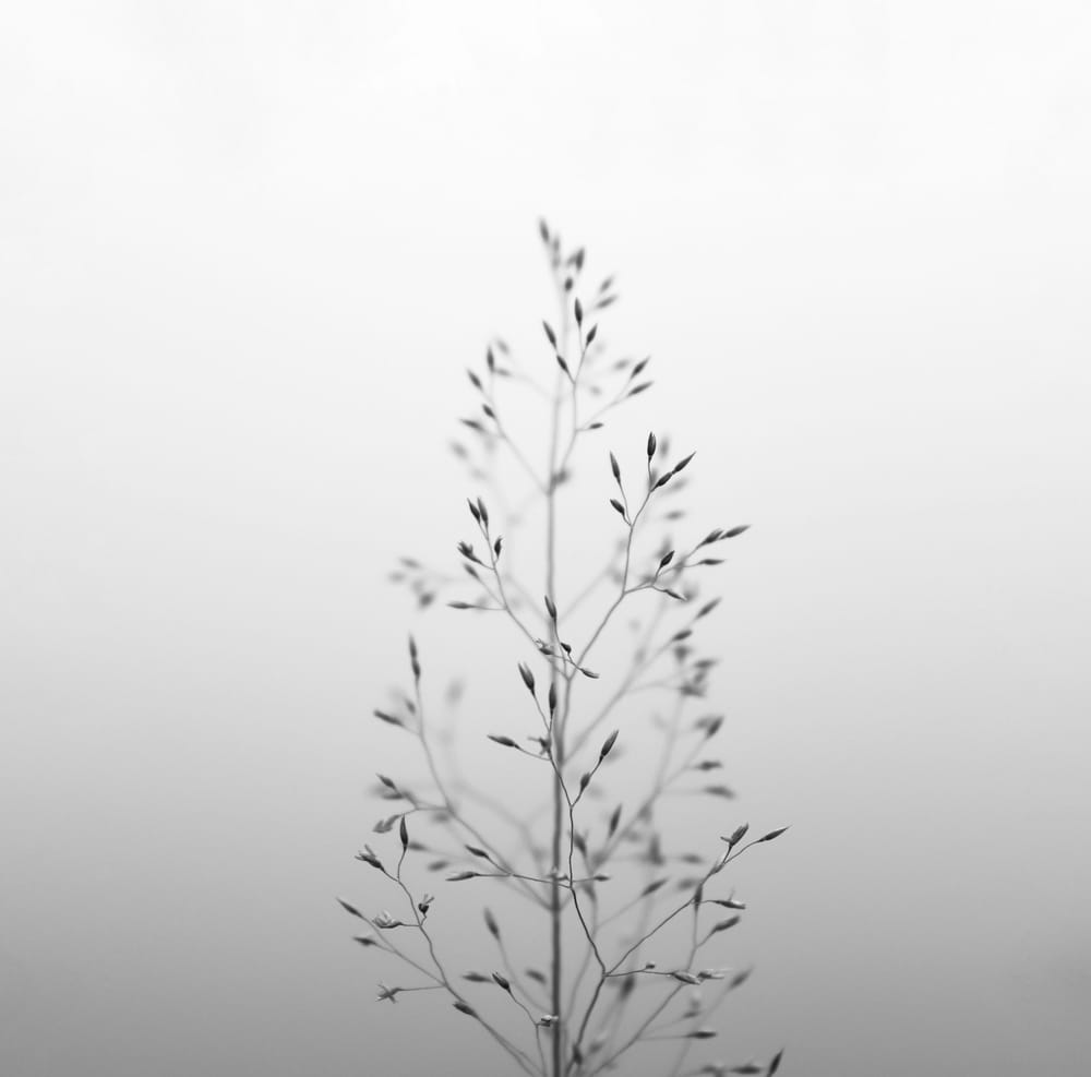 Обои