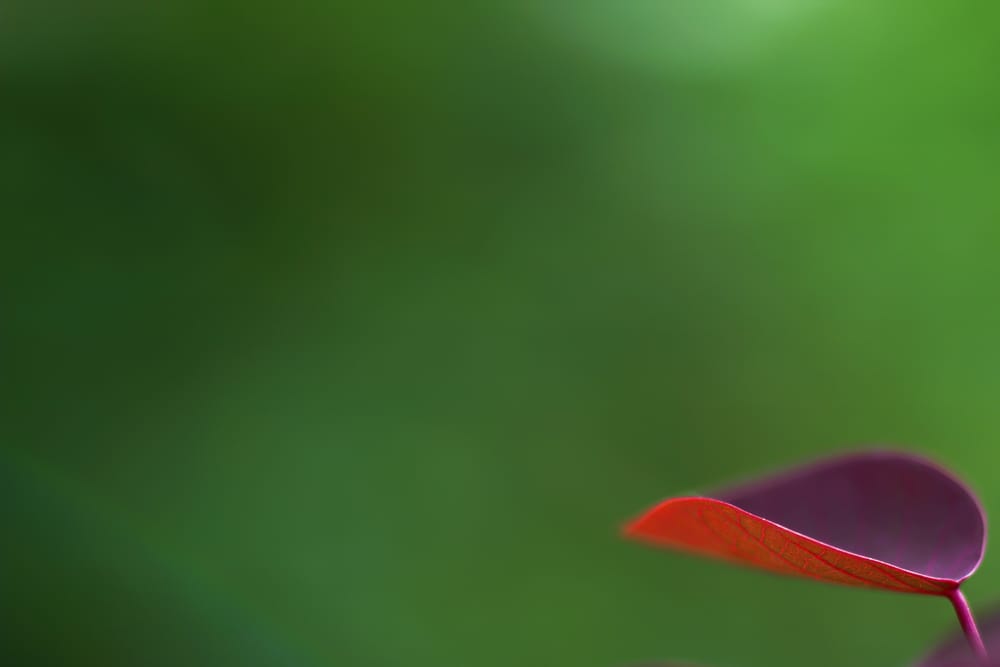 Обои