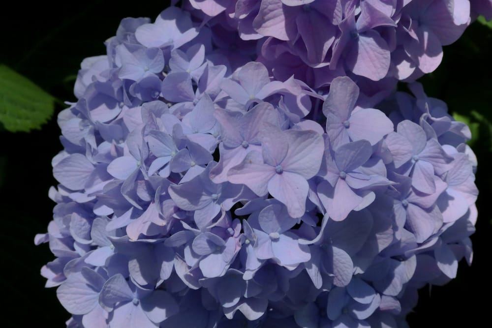 Обои