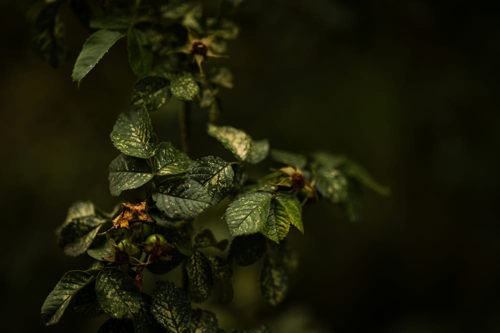 Обои
