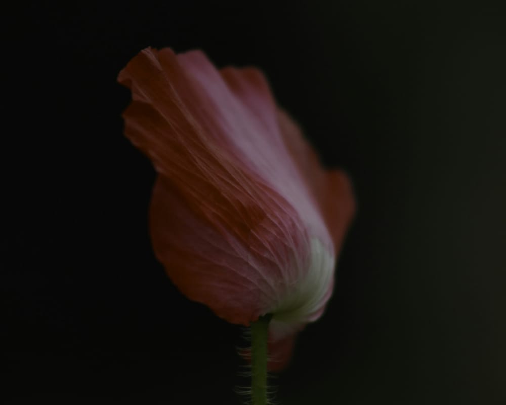 Обои