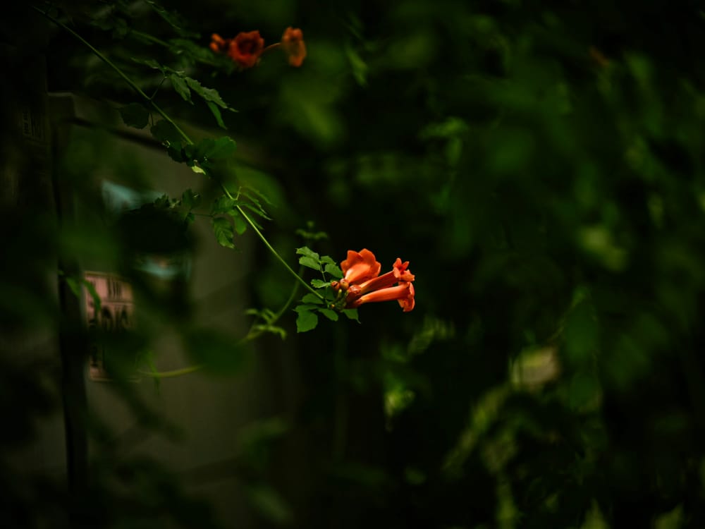 Обои