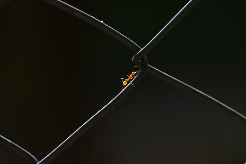 Обои