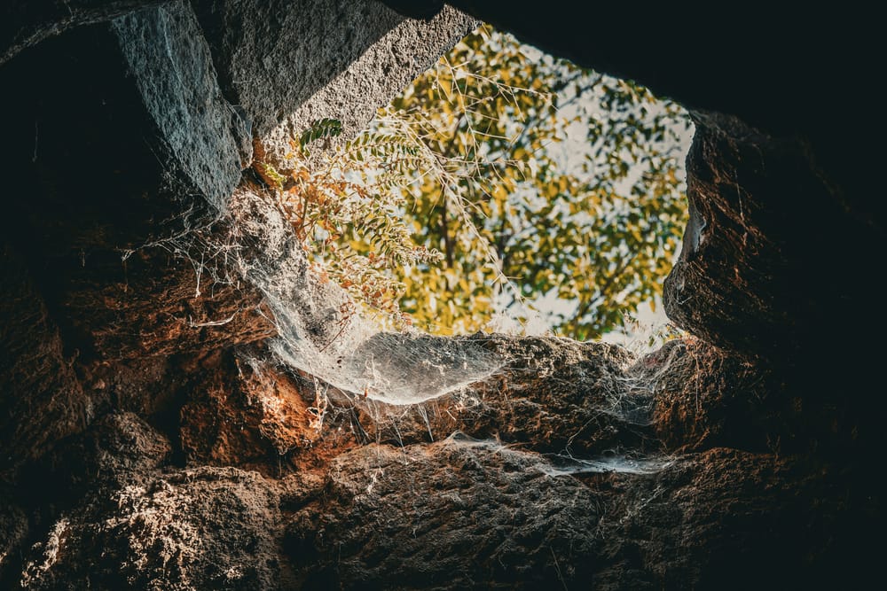 Обои