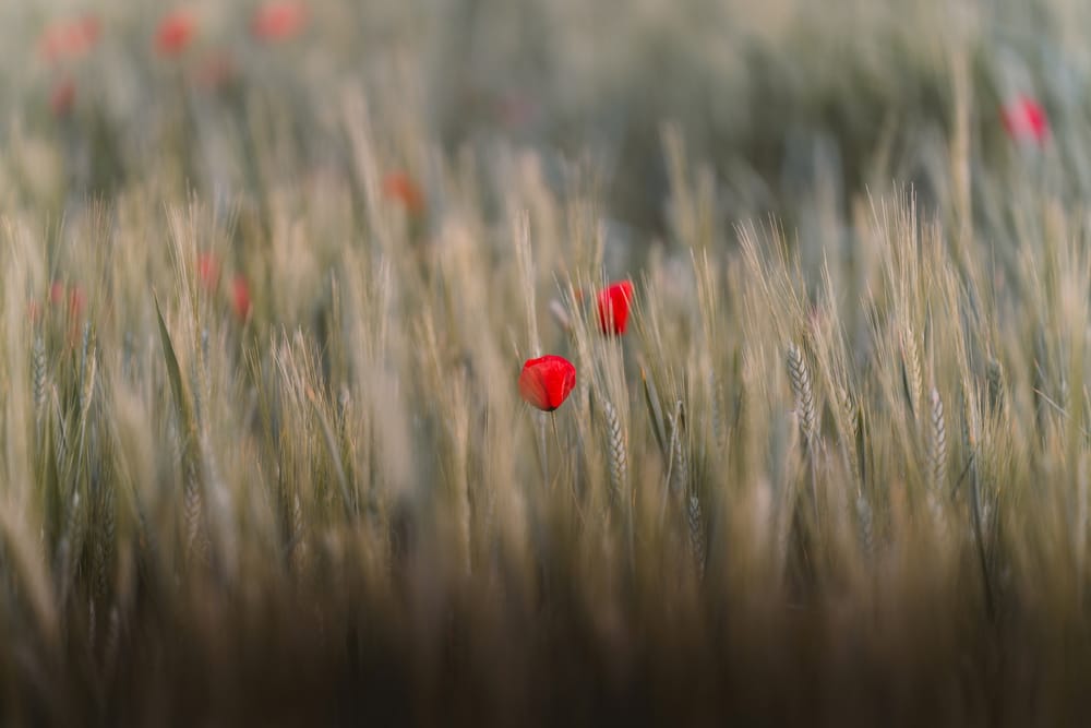 Обои