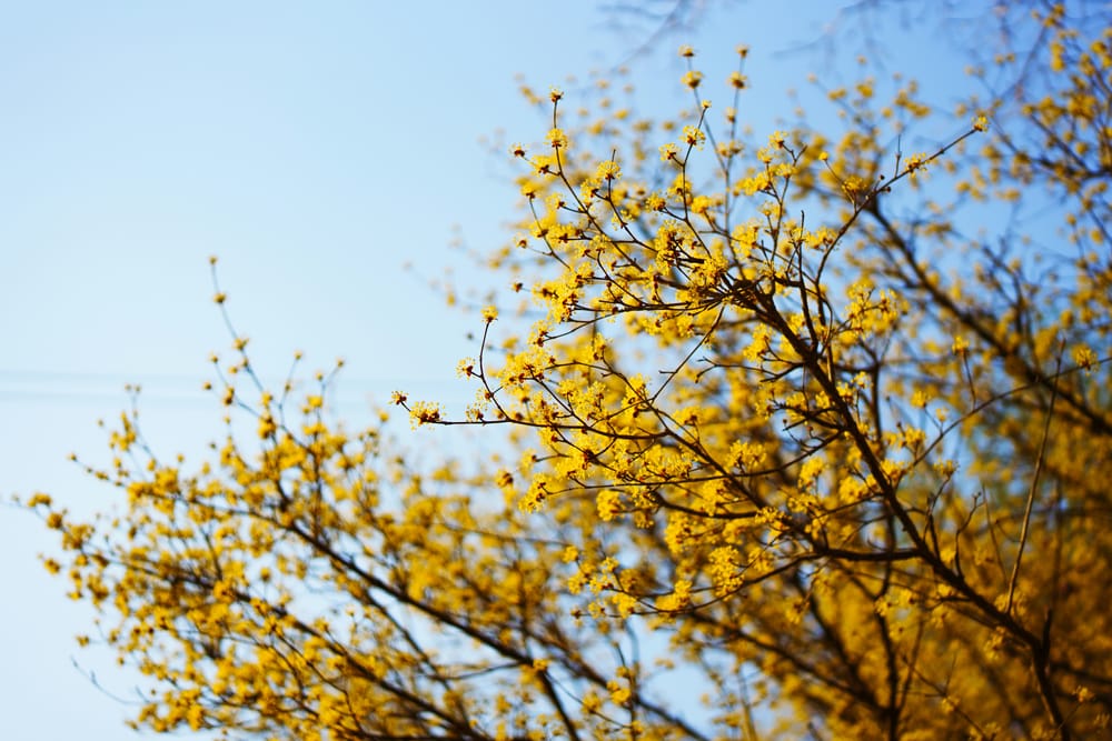 Обои