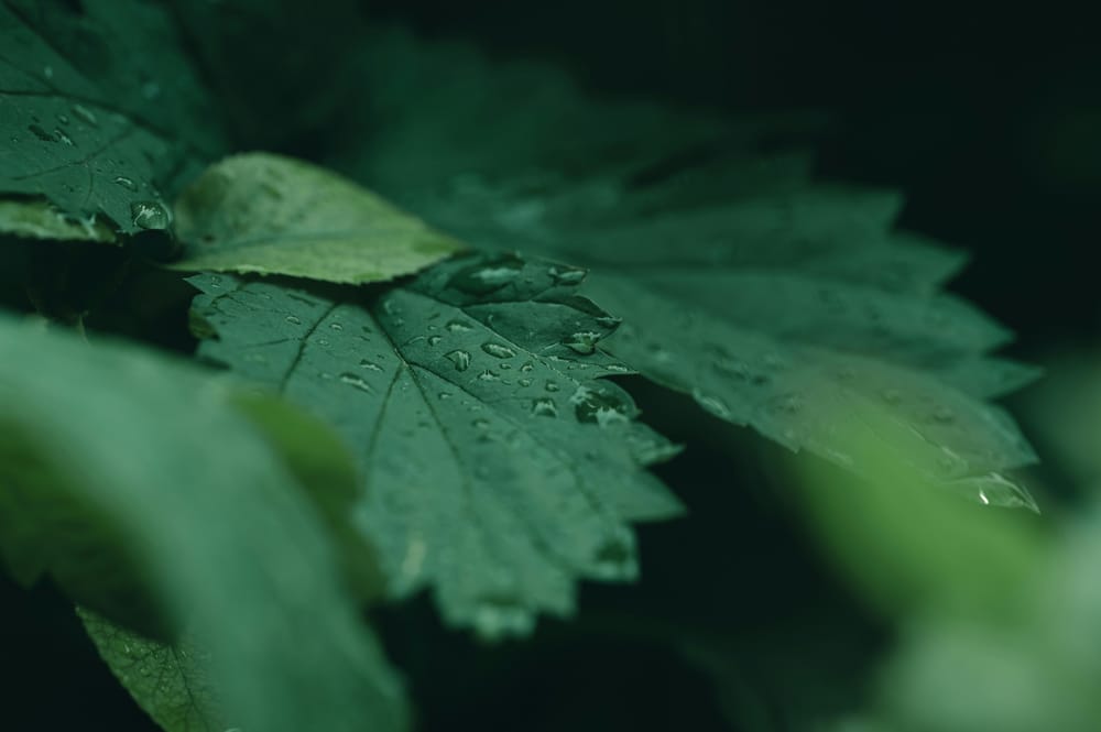 Обои