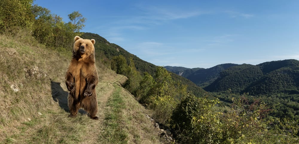 Обои