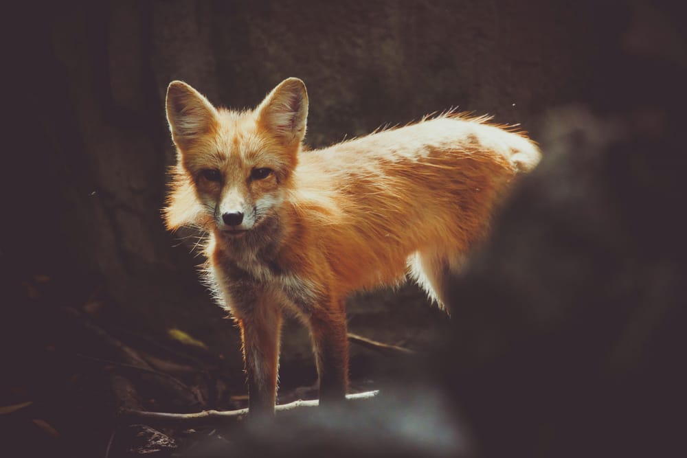 Обои