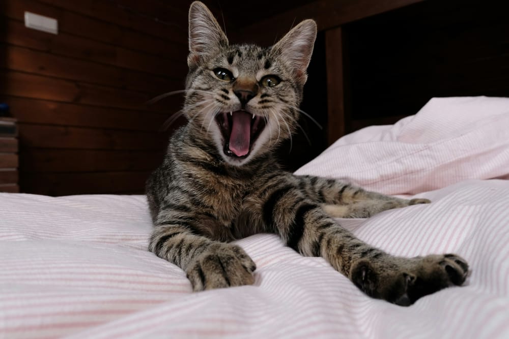 Обои