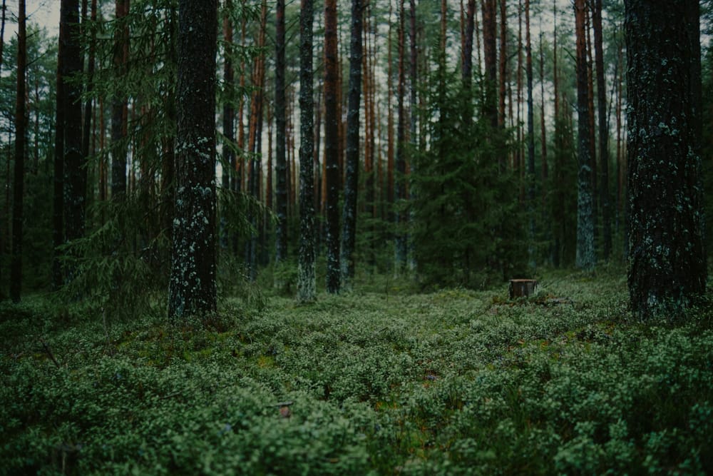 Обои