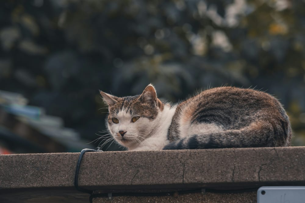 Обои