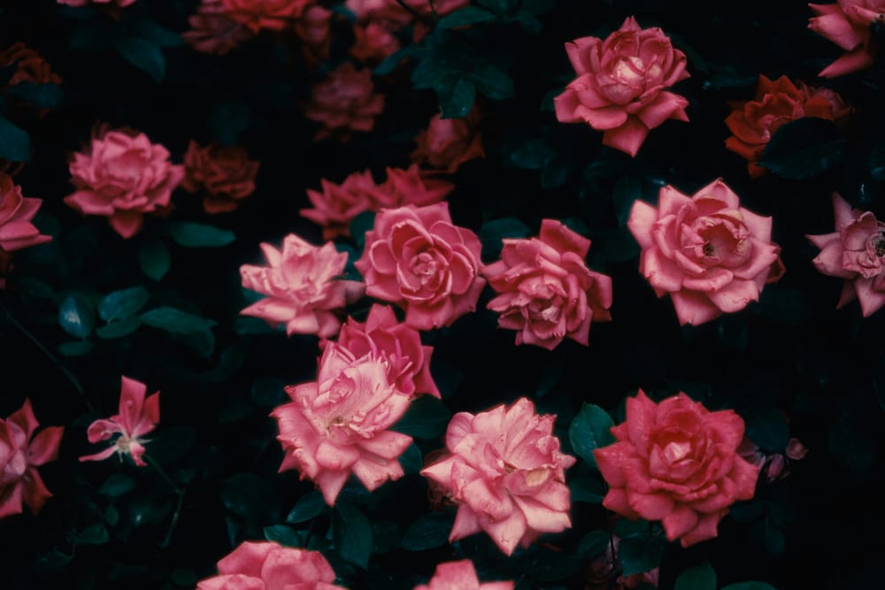 Обои