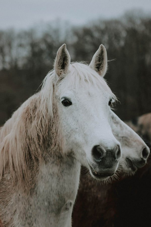 Обои