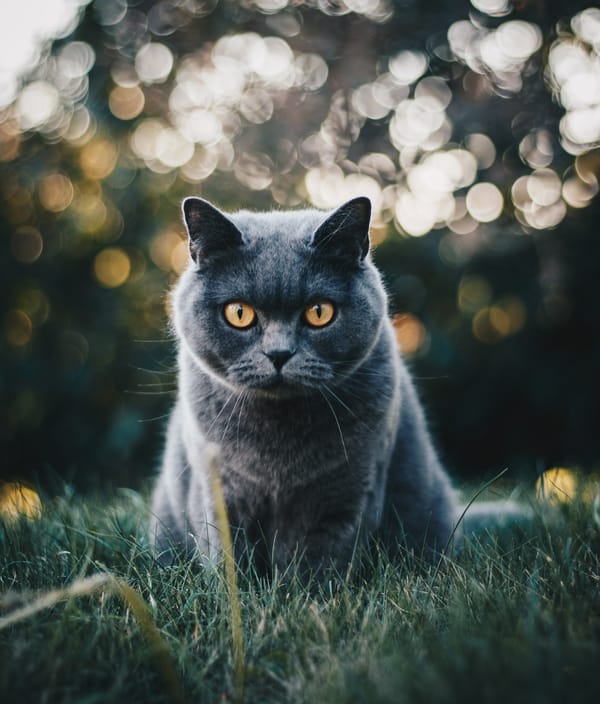 Обои