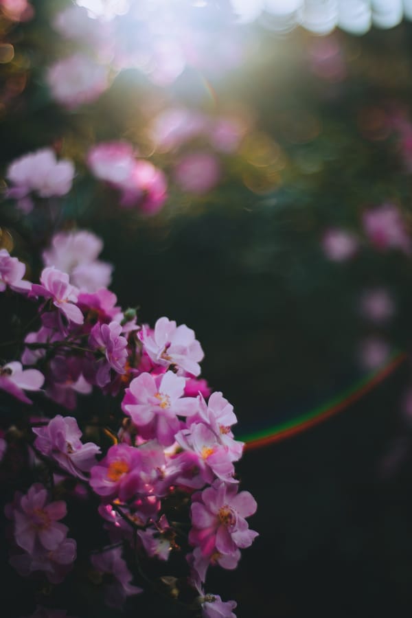 Обои