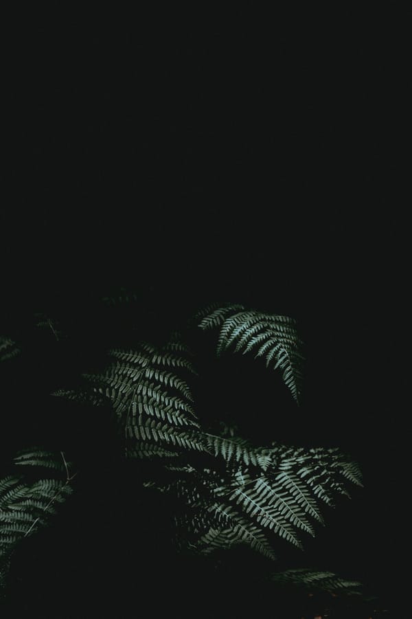 Обои