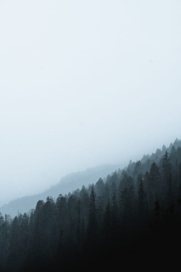 Обои