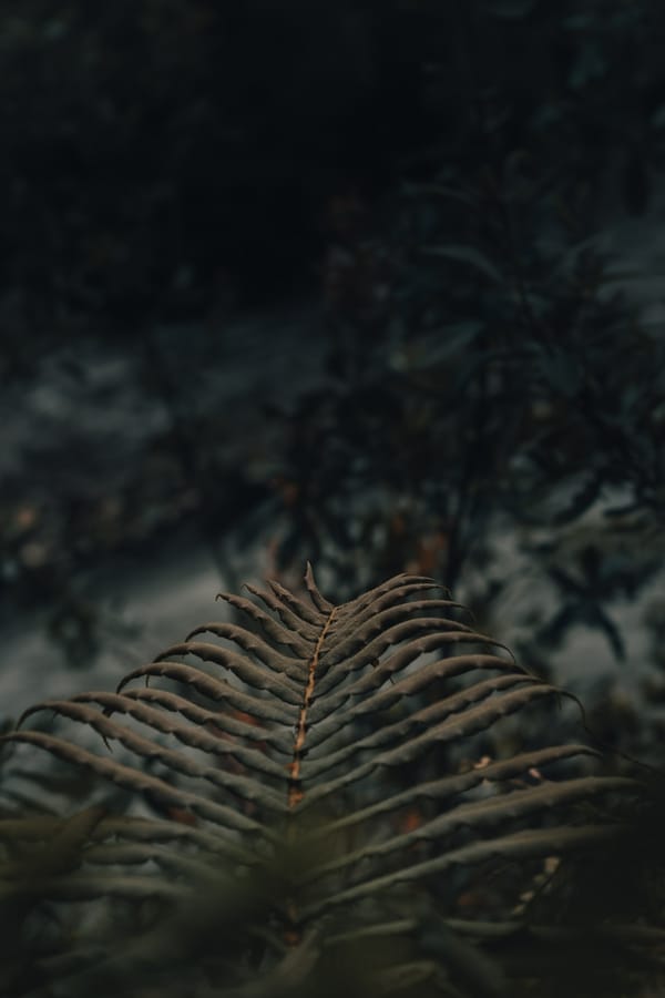 Обои