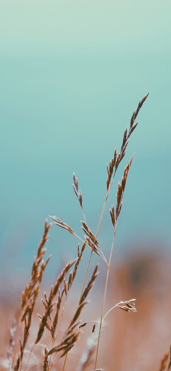 Обои