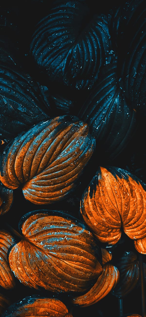 Обои