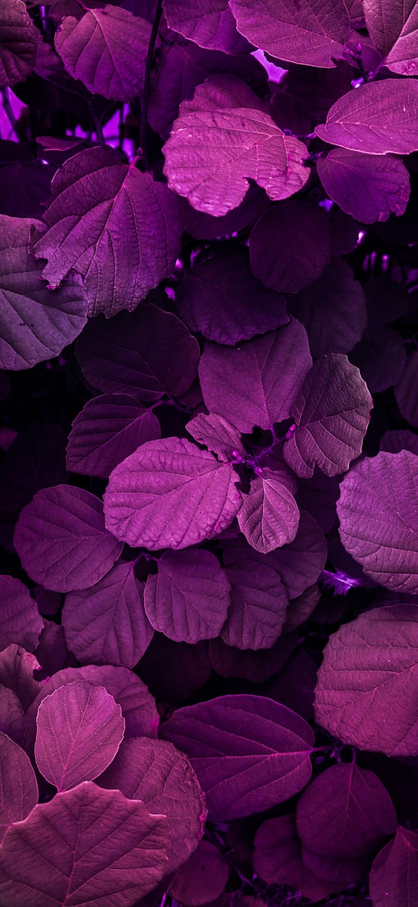 Обои