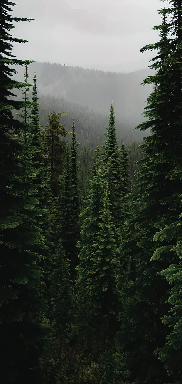 Обои