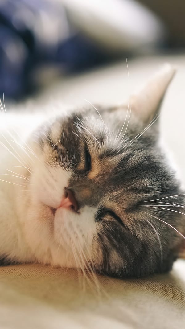 Обои