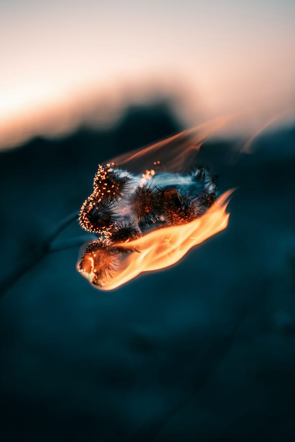 Обои